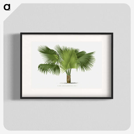 1-32_Les-Palmiers-Histoire-Iconographique_blk