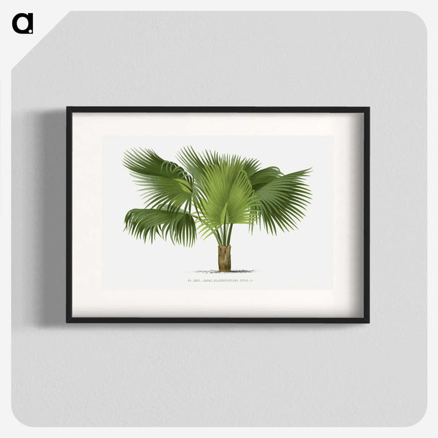 1-32_Les-Palmiers-Histoire-Iconographique_blk