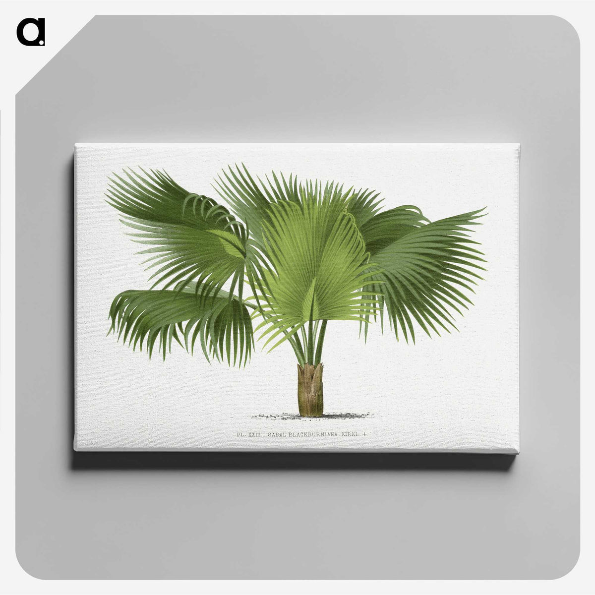 1-32_Les-Palmiers-Histoire-Iconographique_canvas