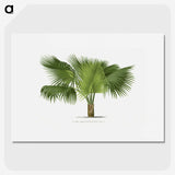 1-32_Les-Palmiers-Histoire-Iconographique_picture