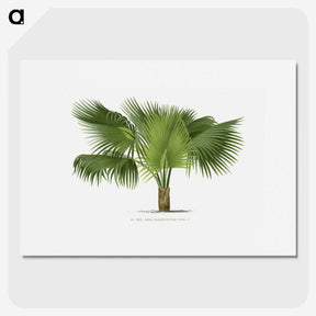 1-32_Les-Palmiers-Histoire-Iconographique_picture