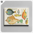 1-32_Louis-Renard_canvas
