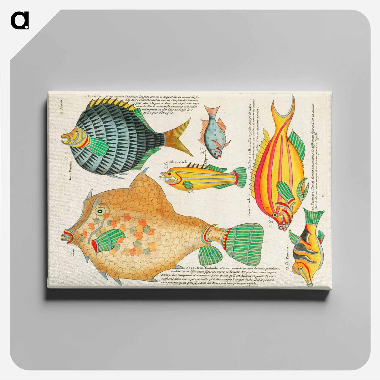 アートパネル-Moluccan Fishes
 - ルイ ルナール Canvas.