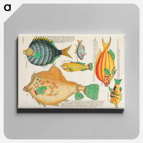 アートパネル-Moluccan Fishes
 - ルイ ルナール Canvas.