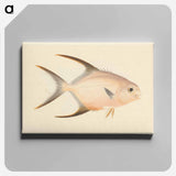 アートパネル-Unidentified Fish
 - ルイージ バルガーニ Canvas.