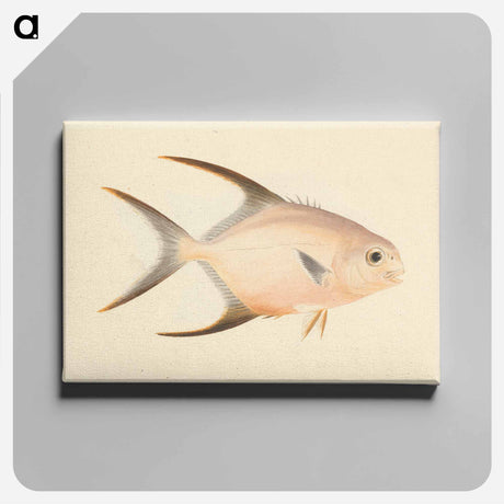 アートパネル-Unidentified Fish
 - ルイージ バルガーニ Canvas.