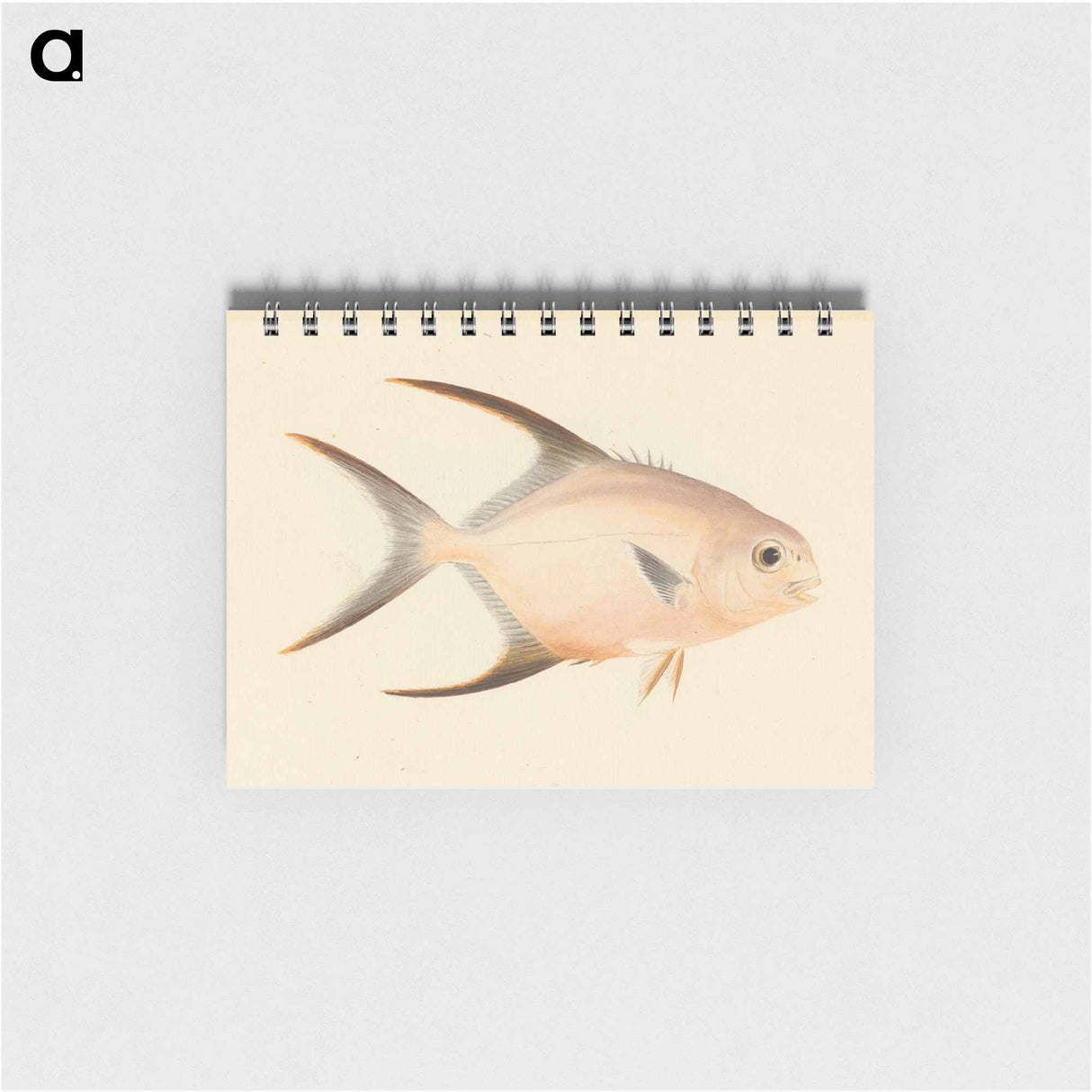 Unidentified Fish
 - ルイージ バルガーニ Memo.