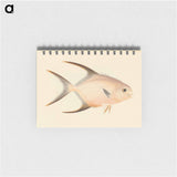 Unidentified Fish
 - ルイージ バルガーニ Memo.