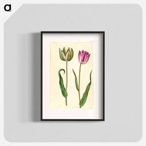 アートポスター-Tulipa Gesneriana
 - マリア ジビーラ メーリアン Poster.