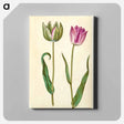 アートパネル-Tulipa Gesneriana
 - マリア ジビーラ メーリアン Canvas.