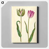 アートパネル-Tulipa Gesneriana
 - マリア ジビーラ メーリアン Canvas.