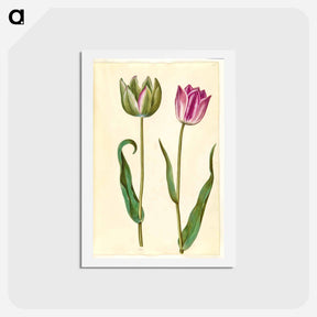 アートポストカード-Tulipa Gesneriana
 - マリア ジビーラ メーリアン Postcard.