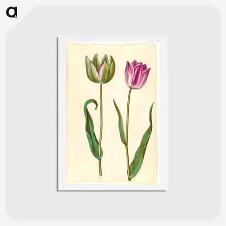 アートポストカード-Tulipa Gesneriana
 - マリア ジビーラ メーリアン Postcard.