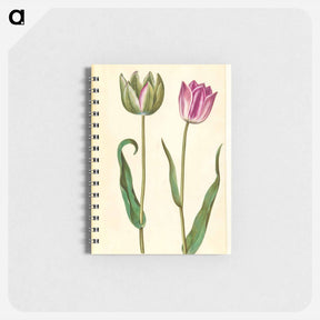 アートメモ帳-Tulipa Gesneriana
 - マリア ジビーラ メーリアン Memo.