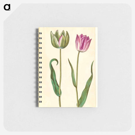 アートメモ帳-Tulipa Gesneriana
 - マリア ジビーラ メーリアン Memo.