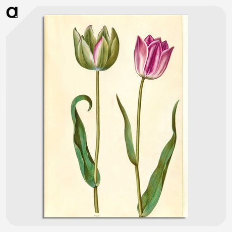 1-32_Maria-Sibylla-Merian_picture-crop