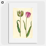 1-32_Maria-Sibylla-Merian_picture