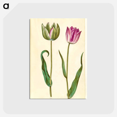 アートポストカード-Tulipa Gesneriana
 - マリア ジビーラ メーリアン Postcard.