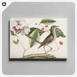 1-32_Mark-Catesby_canvas