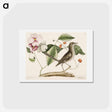 アートポストカード-Mock Bird
 - マーク ケイツビー Postcard.
