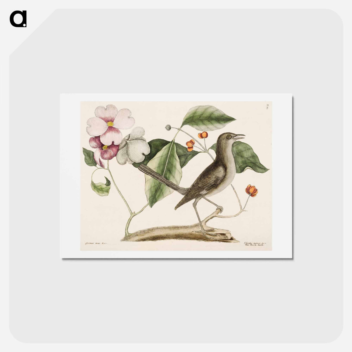 アートポストカード-Mock Bird
 - マーク ケイツビー Postcard.