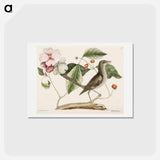 アートポストカード-Mock Bird
 - マーク ケイツビー Postcard.