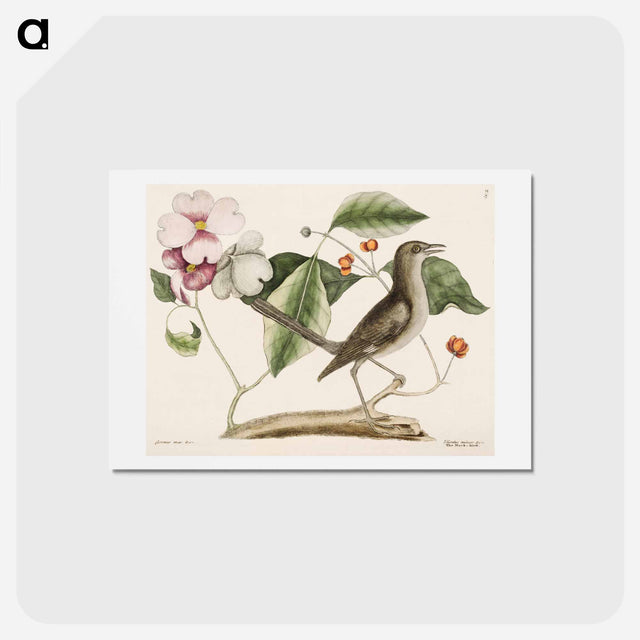 アートポストカード-Mock Bird
 - マーク ケイツビー Postcard.
