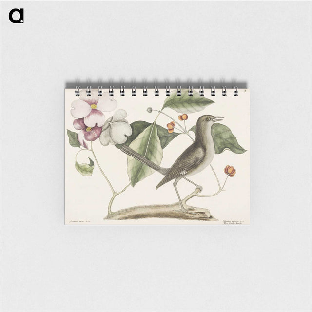 1-32_Mark-Catesby_memo