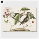 1-32_Mark-Catesby_picture-crop