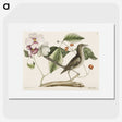 1-32_Mark-Catesby_picture