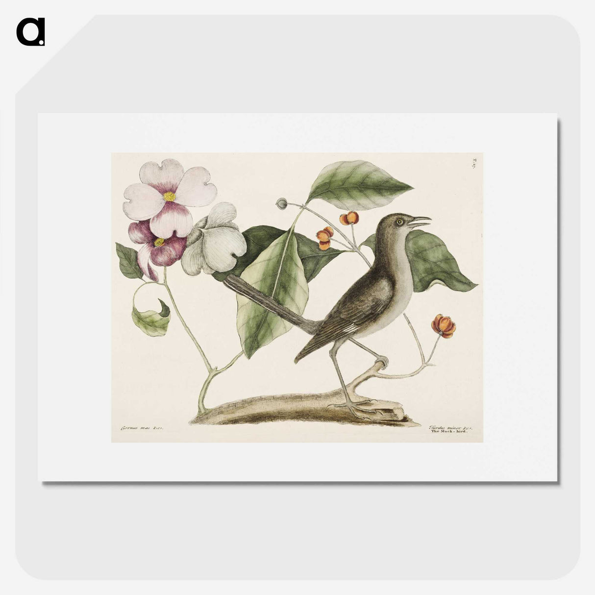 1-32_Mark-Catesby_picture