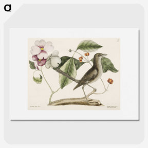 1-32_Mark-Catesby_picture