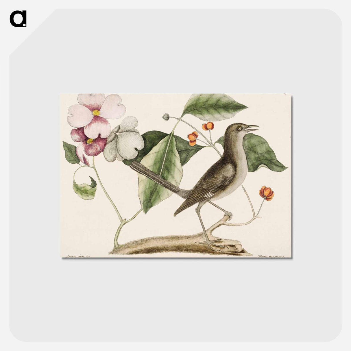 アートポストカード-Mock Bird
 - マーク ケイツビー Postcard.