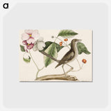 アートポストカード-Mock Bird
 - マーク ケイツビー Postcard.