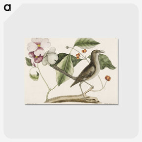 1-32_Mark-Catesby_postcard