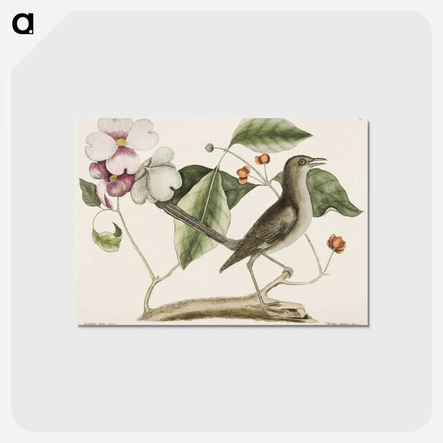 1-32_Mark-Catesby_postcard