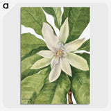 1-32_Mary-Vaux-Walcott_picture-crop