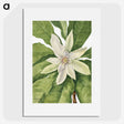 1-32_Mary-Vaux-Walcott_picture