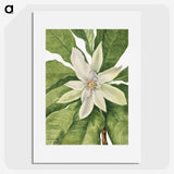 1-32_Mary-Vaux-Walcott_picture