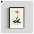 アートポスター-Arnica Montana
 - 薬用植物学 Poster.