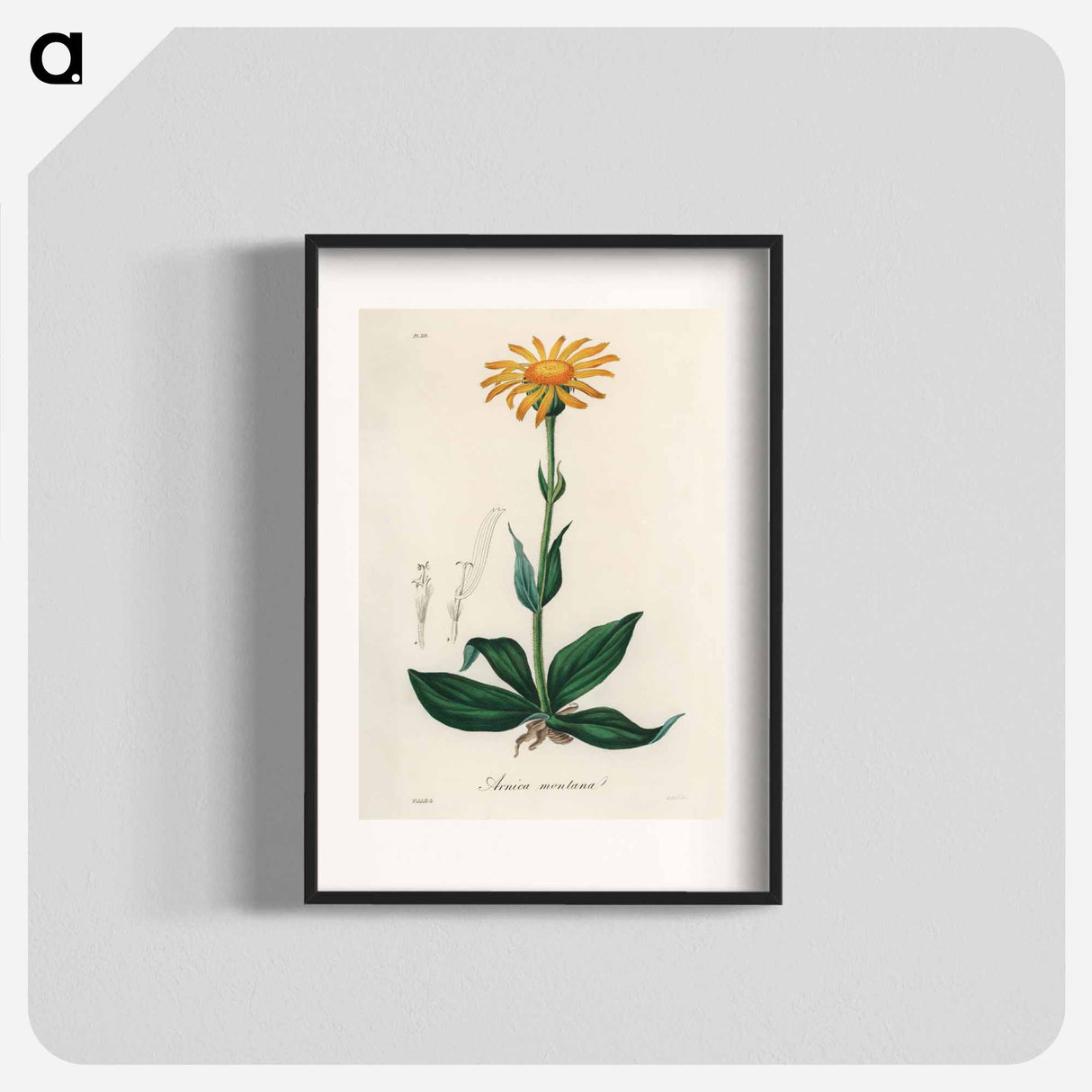 アートポスター-Arnica Montana
 - 薬用植物学 Poster.
