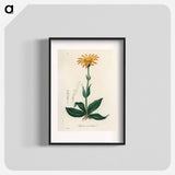 アートポスター-Arnica Montana
 - 薬用植物学 Poster.
