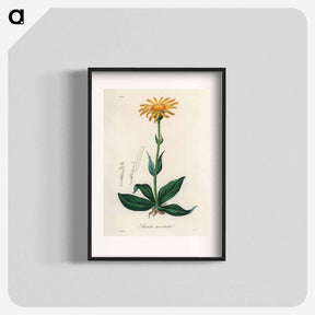 アートポスター-Arnica Montana
 - 薬用植物学 Poster.