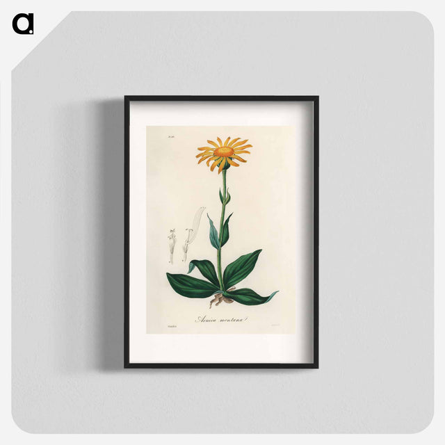 アートポスター-Arnica Montana
 - 薬用植物学 Poster.