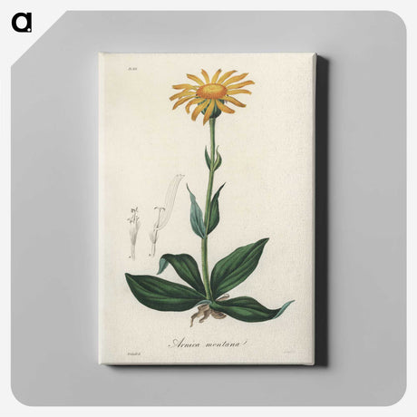 1-32_Medical-Botany_canvas