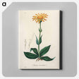 アートパネル-Arnica Montana
 - 薬用植物学 Canvas.