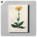 アートパネル-Arnica Montana
 - 薬用植物学 Canvas.
