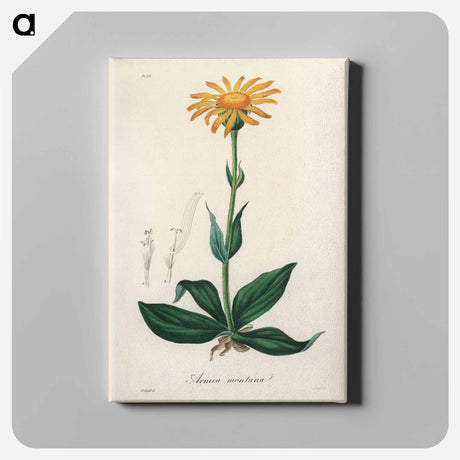 アートパネル-Arnica Montana
 - 薬用植物学 Canvas.