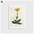 1-32_Medical-Botany_hagaki