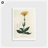 1-32_Medical-Botany_hagaki